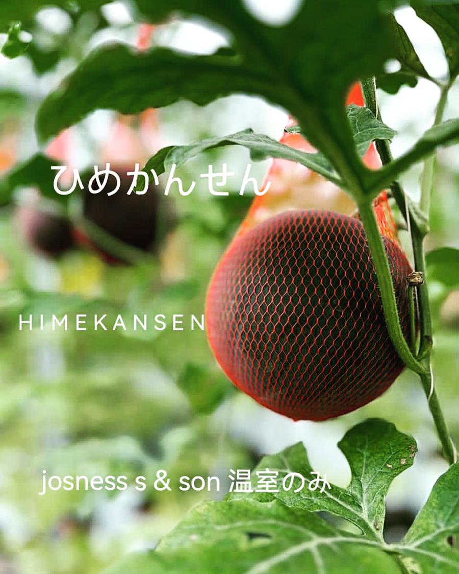 Black MENiSUKE watermelon growing on the vine in a net inside Josness & Son's greenhouse
